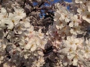 Cherry Blossoms at famous park in Tokyo